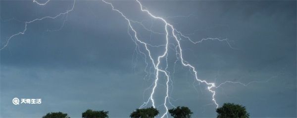 雷击木是什么木头 雷击木是啥木头