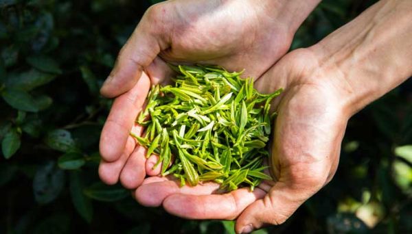茶的别称雅号 茶的别称雅号有哪些