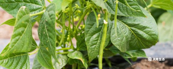 长豆角饺子馅豆角不焯水行吗 豆角不焯水行吗