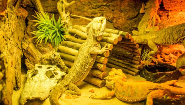 壁虎的尾巴有什么功能 壁虎的尾巴有什么功能和特点