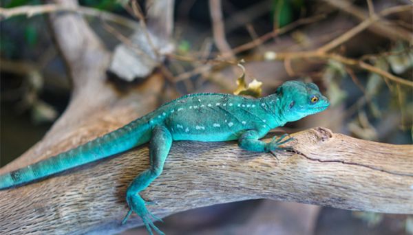 壁虎的尾巴有什么功能 壁虎的尾巴有什么功能和特点