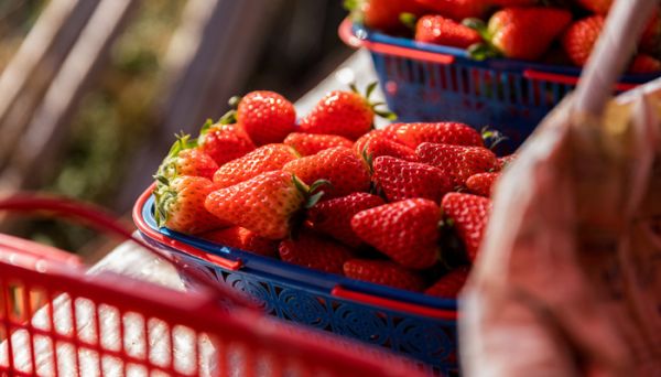 吃的草莓是什么部位 我们常吃的草莓是它的什么部位