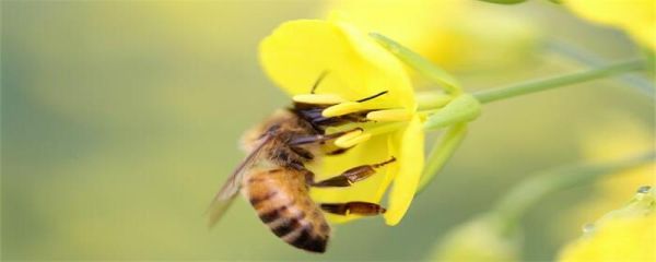 蜜蜂养殖技术 蜜蜂如何养殖