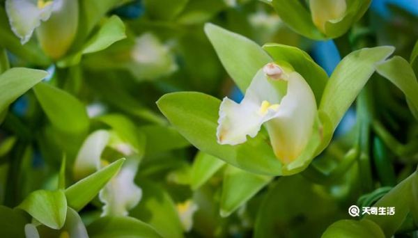 兰花品种 兰花有哪些品种