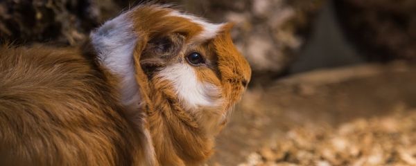 荷兰猪怎么养 养荷兰猪怎么养殖