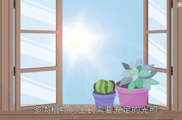 多肉植物怎么养