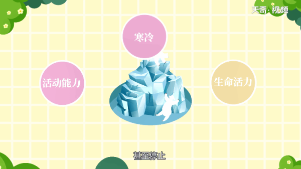 北极熊是冷血动物吗 北极熊是不是冷血动物