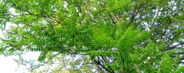 镇宅树有哪些 镇宅树包括什么