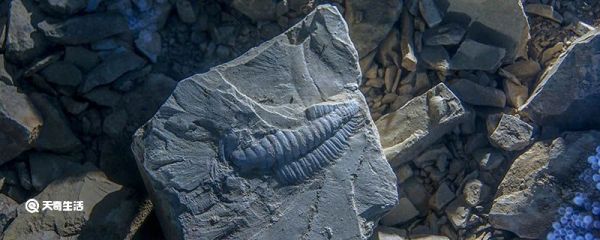 古生物的足迹为什么能成为一门学问 为什么古生物的足迹能成为一门学问