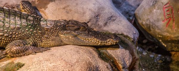 鳄鱼是哺乳动物吗 鳄鱼是不是哺乳动物