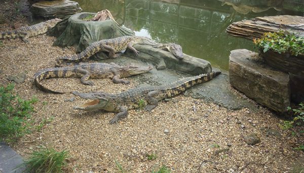 鳄鱼是哺乳动物吗 鳄鱼是不是哺乳动物