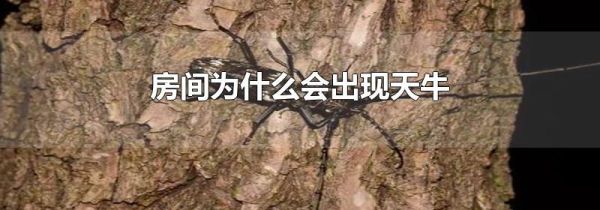 房间为什么会出现天牛