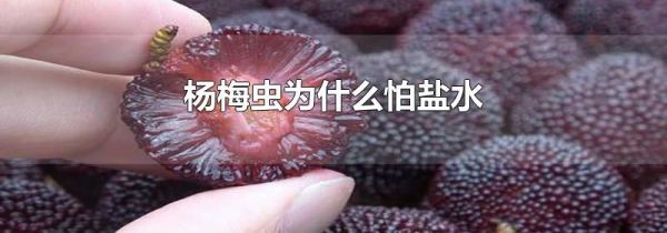 杨梅虫为什么怕盐水