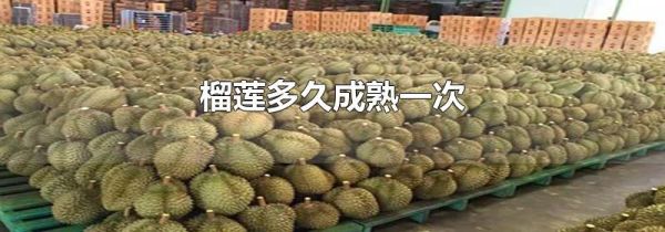 榴莲多久成熟一次