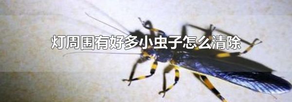 灯周围有好多小虫子怎么清除