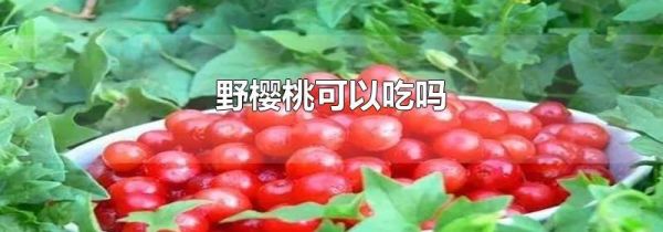 野樱桃可以吃吗