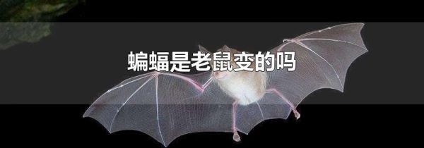蝙蝠是老鼠变的吗