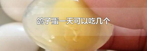 鸽子蛋一天可以吃几个