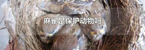 麻雀是保护动物吗