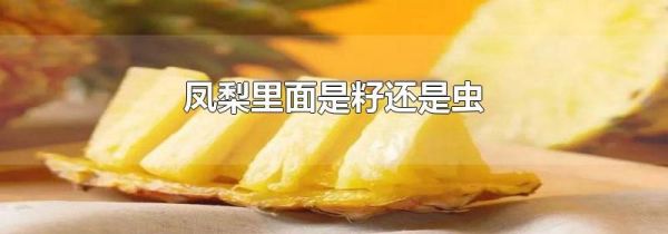 凤梨里面是籽还是虫