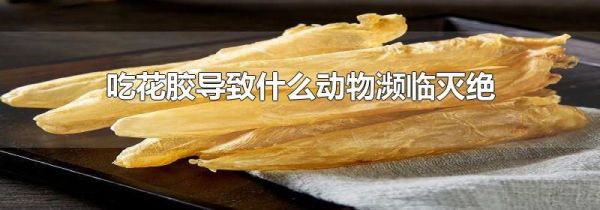 吃花胶导致什么动物濒临灭绝