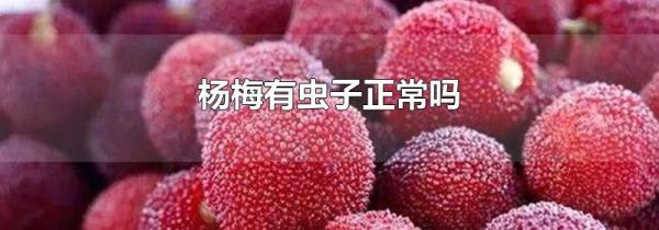 杨梅有虫子正常吗