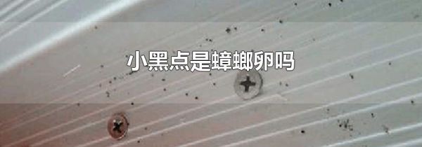 小黑点是蟑螂卵吗