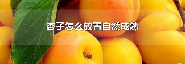 杏子怎么放置自然成熟