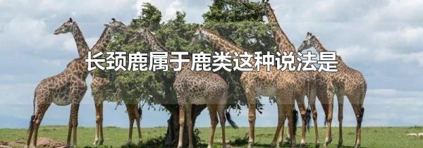 长颈鹿属于鹿类这种说法是