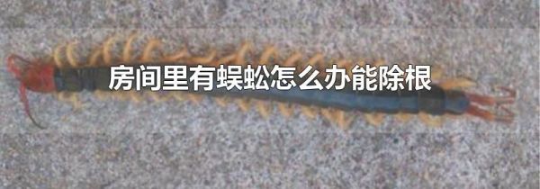 房间里有蜈蚣怎么办能除根