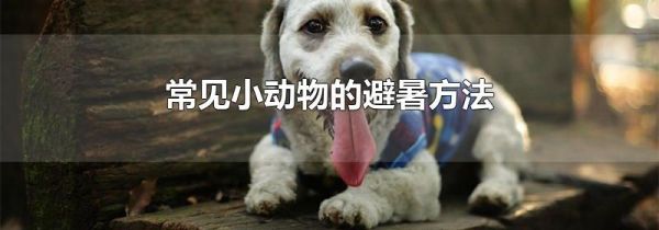 常见小动物的避暑方法