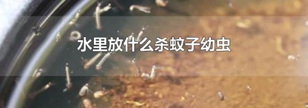 水里放什么杀蚊子幼虫