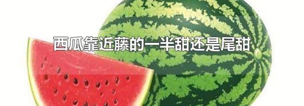 西瓜靠近藤的一半甜还是尾甜
