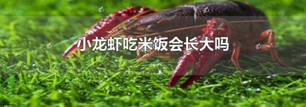 小龙虾吃米饭会长大吗