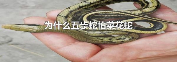 为什么五步蛇怕菜花蛇