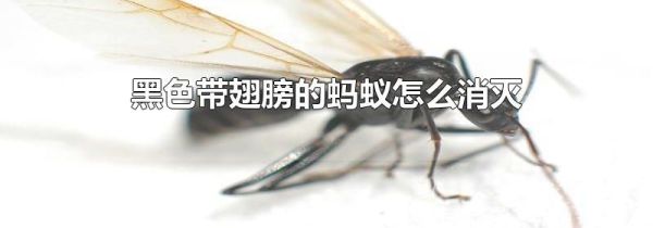 黑色带翅膀的蚂蚁怎么消灭