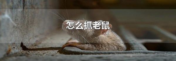 怎么抓老鼠