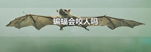 蝙蝠会咬人吗