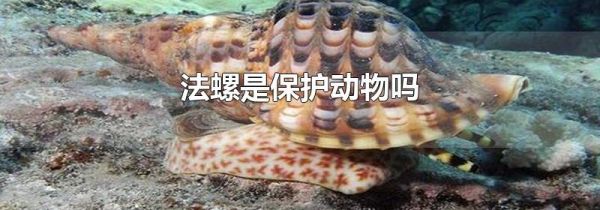 法螺是保护动物吗