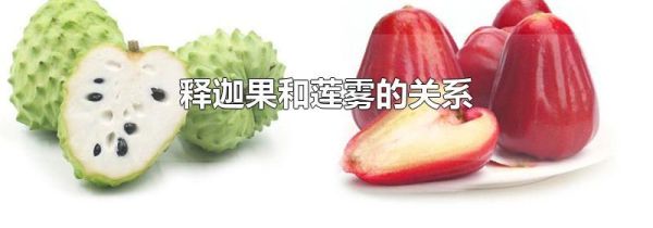 释迦果和莲雾的关系