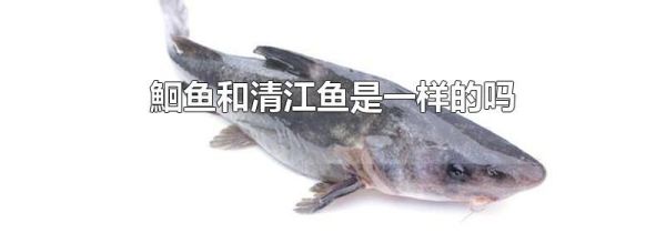 鮰鱼和清江鱼是一样的吗