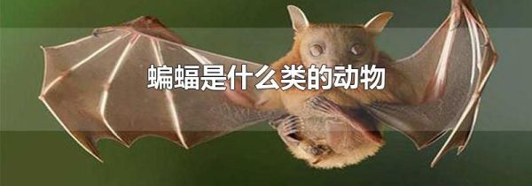 蝙蝠是什么类的动物