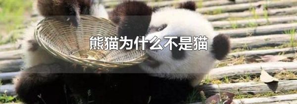 熊猫为什么不是猫