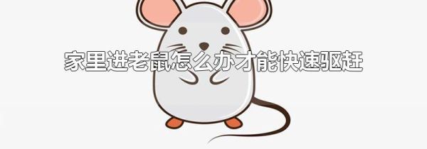 家里进老鼠怎么办才能快速驱赶