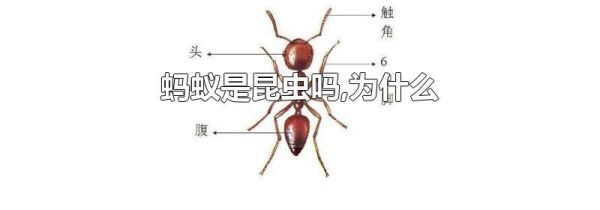 蚂蚁是昆虫吗,为什么