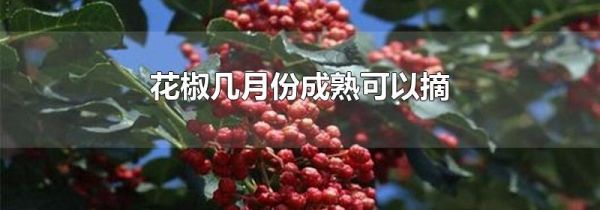 花椒几月份成熟可以摘