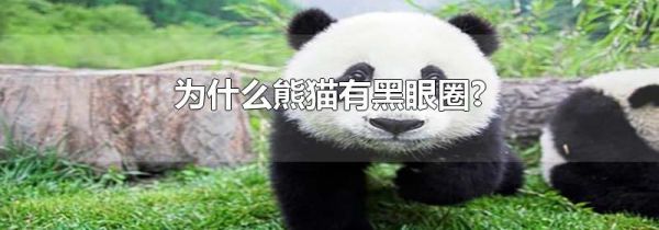 为什么熊猫有黑眼圈?