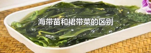 海带苗和裙带菜的区别