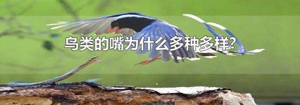 鸟类的嘴为什么多种多样?