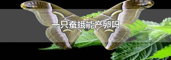 一只蚕蛾能产卵吗